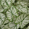 Caladium x hortulanum White Christmas Strap Leaf Angel Wings