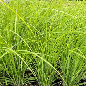 Carex Stricta Tussock Sedge