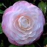 Camellia Japonica Ella Ward Parsons Camellia