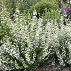 Calamintha nepeta Montrose White Calamint