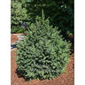 Picea Abies Clanbrassiliana Norway Spruce