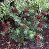 Callistemon Viminalis Better John Bottlebrush