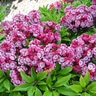 Kalmia Latifolia Yankee Doodle Mountain Laurel