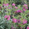 Kalmia Angustifolia Sheep Laurel