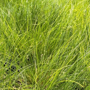 Carex Appalachica Appalachian Sedge