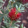 Callistemon Viminalis Better John Bottlebrush