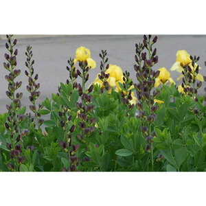 Baptisia x variicolor Praireblues Twilite (Twilight) Praireblues False Indigo 1 gal. Container