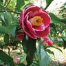 Camellia Japonica Sadaharu Oh Camellia