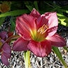 Hemerocallis X Rose Cherub Daylily