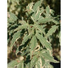 Acer Palmatum Roseo Marginatum Japanese Maple