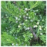 Juniperus Virginiana Emerald Feather Eastern Red Cedar