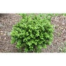 Buxus Harlandii Richard Harland Boxwood