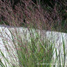 Panicum Virgatum Purple Tears Switch Grass