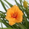 Hemerocallis Fulva Endlesslily Dhemorange Orange Daylily