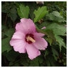 Hibiscus Syriacus Pink Rose of Sharon