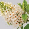 Buddleia Davidii Dapper White Butterfly Bush