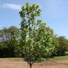 Halesia Carolina Jersey Belle Silverbell
