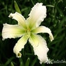 Hemerocallis Heavenly Angel Ice Trophytaker Daylily
