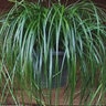 Carex Oshimensis Ribbon Falls Evergreen Sedge