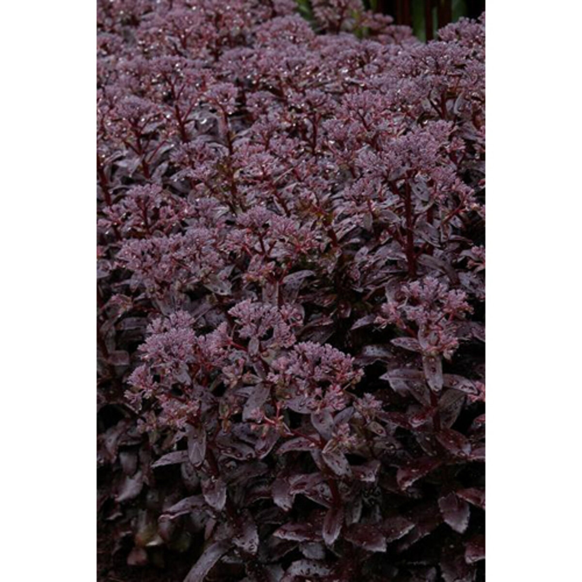 Hylotelephium (Sedum) telephium Dark Magic Stonecrop | SiteOne US