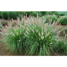 Cenchrus (Pennisetum) alopecuroides Etoufee Fountain Grass