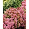 Sedum Spurium Spot On Pink Stonecrop