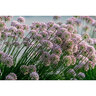Allium X Summer Peek-a-Boo Ornamental Onion