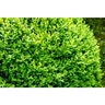 Buxus Sempervirens Calgary Boxwood