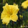 Hemerocallis X Primetime Sunshine Daylily