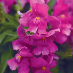 Antirrhinum Majus Purple Snapdragon