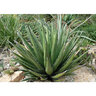 Agave Lechuguilla Century Plant