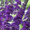 Buddleia Davidii Purple Knight Butterfly Bush