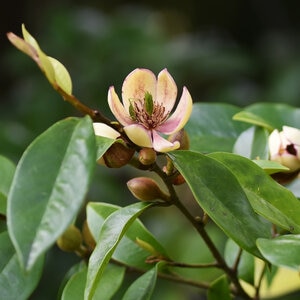 Michelia Figo Banana Shrub