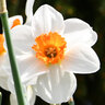 Narcissus Bulb Trumpet Orange Sunset Daffodil