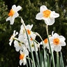 Narcissus Bulb Trumpet Orange Sunset Daffodil