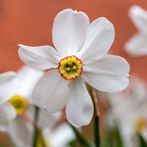 Narcissus Bulb Pheasant's Eye Poeticus var Recurvus Daffodil