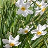 Narcissus Bulb Pheasant's Eye Poeticus var Recurvus Daffodil