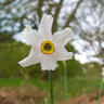 Narcissus Bulb Pheasant's Eye Poeticus var Recurvus Daffodil