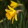 Narcissus Bulb Trumpet Rijnvelds Early Sensation Daffodil