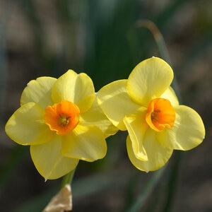 Narcissus Bulb Tazetta Scarlet Gem Daffodil Rack Program 8 Count Bag