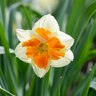 Narcissus Bulb Split Corona Orangery Daffodil
