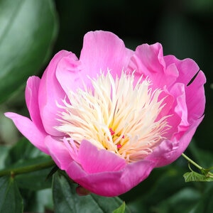 Paeonia Bulb Lactiflora Bowl of Beauty Peony 2/3 Eye 1 Count Bag