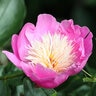 Paeonia Bulb Lactiflora Bowl of Beauty Peony 2/3 Eye