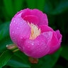 Paeonia Bulb Lactiflora Bowl of Beauty Peony 2/3 Eye