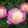 Paeonia Bulb Lactiflora Bowl of Beauty Peony 2/3 Eye