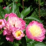 Paeonia Bulb Lactiflora Bowl of Beauty Peony 2/3 Eye