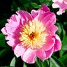 Paeonia Bulb Lactiflora Bowl of Beauty Peony 2/3 Eye