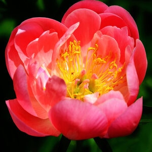 Paeonia Bulb Lactiflora Coral Sunset Peony 2/3 Eye 1 Count Bag