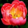 Paeonia Bulb Lactiflora Coral Sunset Peony 2/3 Eye