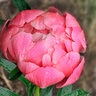 Paeonia Bulb Lactiflora Coral Sunset Peony 2/3 Eye